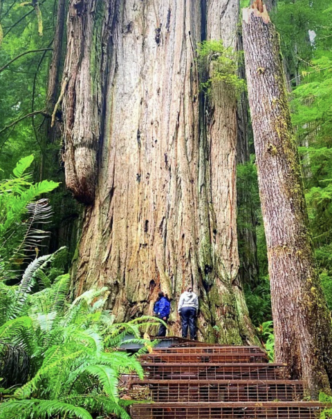 Tiny Tranquility @ The Redwoods