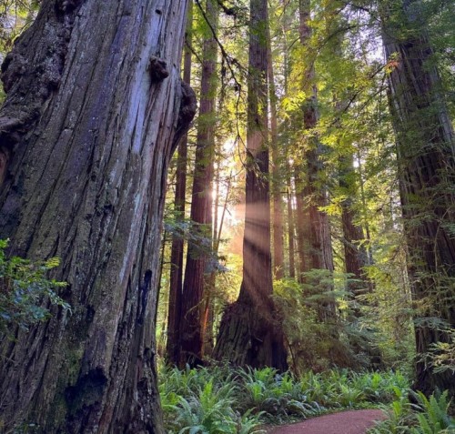 Jedediah Smith State Park has some of the tallest Redwoods in the world, and is less than a mile from Tiny Tranquility Redwoods. Within 5-15 minutes of the park are several walks and hikes through the forest, some of which are suitable for any fitness level.