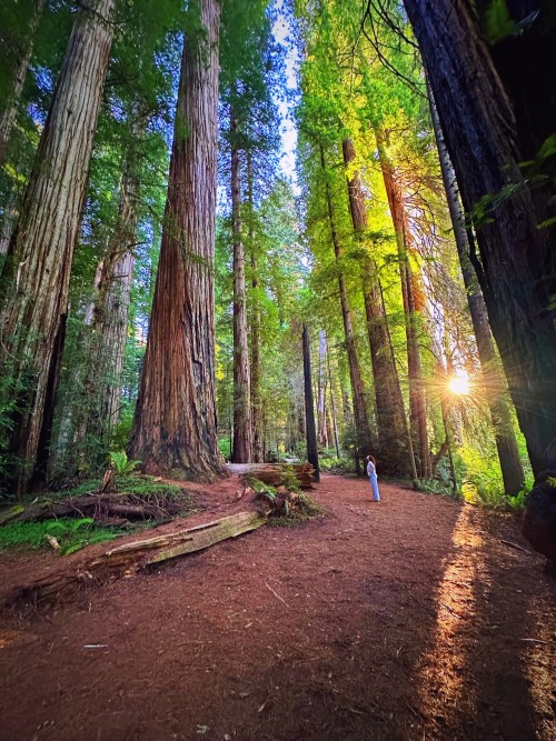 Tiny Tranquility @ The Redwoods